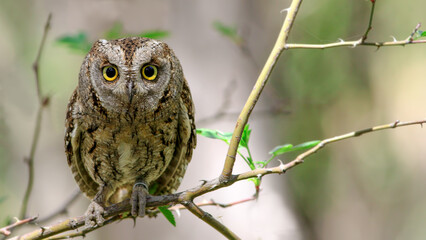 owl on branch look to.me