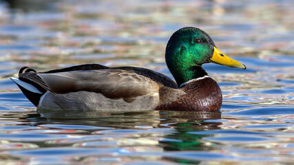 duck - mallard duck swimming in the water