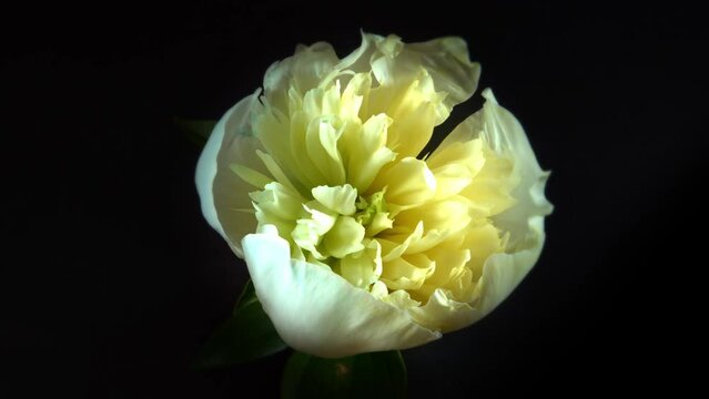 Opening a peony bud in time lapse mode. Yellow-blue peony blooms in timelapse mode. 
The peony is changing color.
