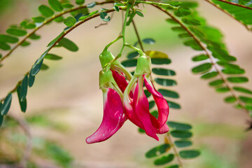 Bunch of red vegetable humming bird flower blossom on tree branch