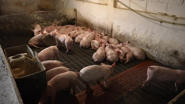 Pigs eat and rest on the farm in the barn