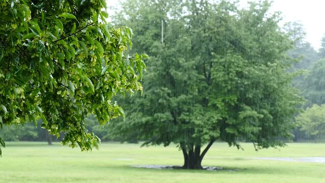 木々と雨が降る公園