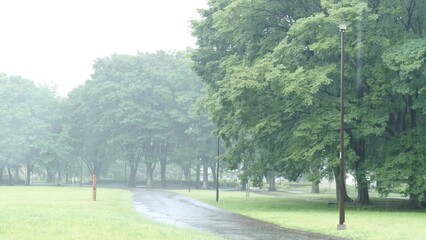 雨の公園の小道