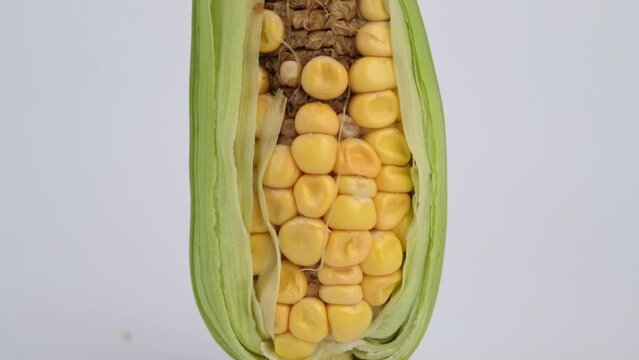 Incomplete development of corn kernels on the cob. Corn shown as an incomplete agricultural product isolated on white background.