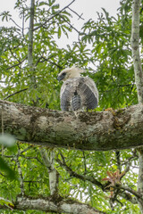 Harpy eagle (Harpia harpyja), Captive animal, Panama Central America Venezuela.