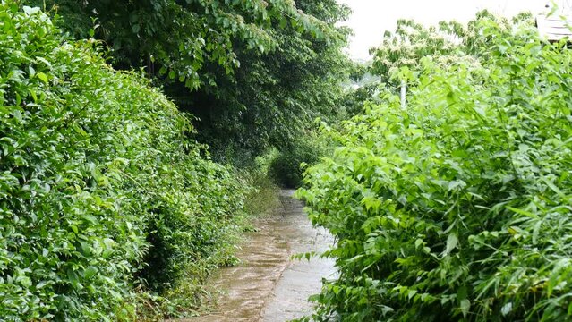 公園の小道にふる雨