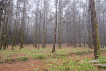 Obraz premium trees in the forest