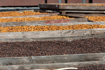 Dried raw coffee seed among the sun light in the morning, Coffee farm, Boquete, Panama