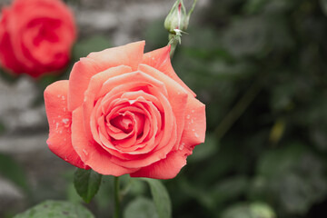 Rose flower pink on a dark background. Floral background.