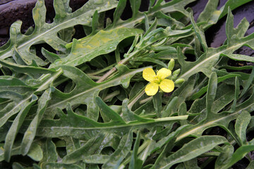 Fresh, green, arugula lettuce leaves on a black old wooden plate sprinkled with water. The plate lies on a black wooden table.