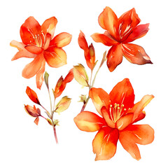 Naklejka na ściany i meble set of floral watercolor red orange, flower watercolor, leaf watercolor