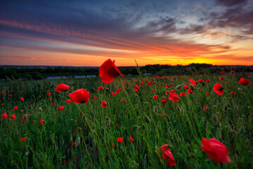 Beautiful meadow with the poppy flowers at sunset, Poland.