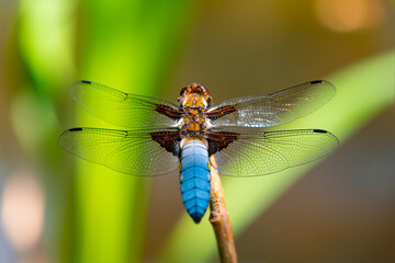 Broad-bodied chaser or darter (Libellula depressa), is a common dragonfly in Europe. It’s distinctive with a broad flattened abdomen, 4 wing patches and, in the male, the abdomen becomes pruinose blue
