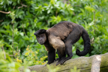Brown Capuchin Monkey On Tree Trunk