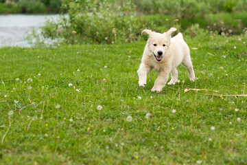 golden retriever puppy running on green grass