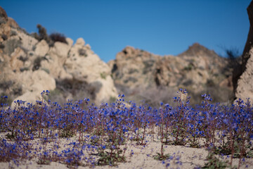 A dense, colorful patch of Phacelia minor (whitlavia) wildflowers in the Mojave Desert during a...