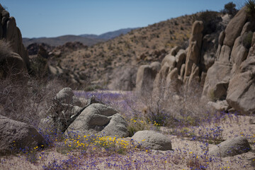A dense, colorful patch of Phacelia minor (whitlavia) wildflowers in the Mojave Desert during a...