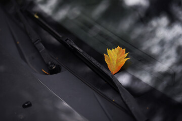 Autumn leaf on the windshield of a car under the brush, against the backdrop of the soft light of...