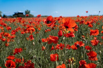Obraz premium field of poppies