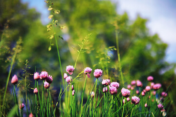 Plants and flowers macro. Detail of petals and leaves at sunset. Natural nature background.