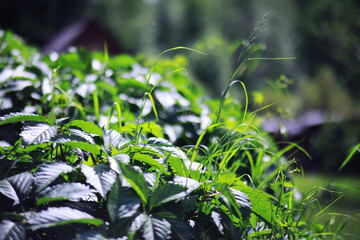 Plants and flowers macro. Detail of petals and leaves at sunset. Natural nature background.