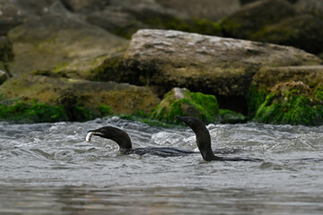 Pygmy cormorant // Zwergscharbe (Microcarbo pygmeus) - Axios Delta, Greece