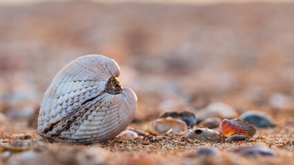 Obraz premium Seashell close-up on a sandy beach. One double-leaf shell on the beach by the sea