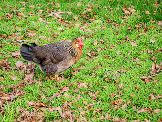 Rhode Island Red In Open