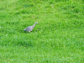 Heron In Grass Looks Down