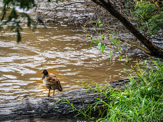 Moorhen Log 