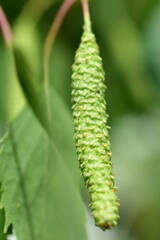 Blüte einer Birke im Frühling, Betula pendula