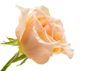 Fototapeta na wymiar peach color rose isolated