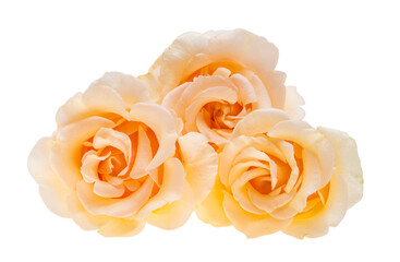 peach color rose isolated