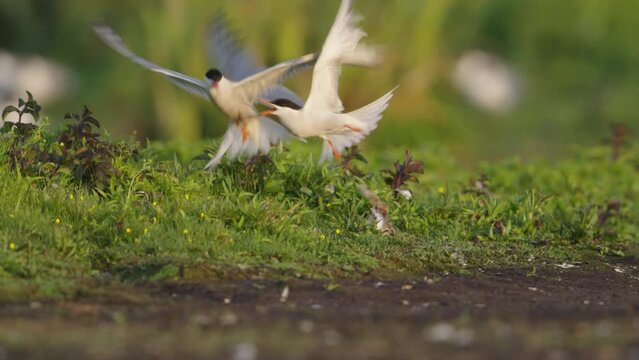 Common tern mom attempts to fend off other birds from stealing her chicks fish