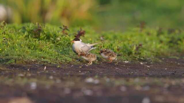 Comical sight of common tern chick spews out tiny fish that's still alive