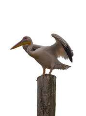 Close up of white African Pelican, Pelecanus onocrotalus, on white background