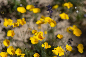 Yellow poppies, an iconic symbol of California, blossom in the Mojave Desert during a springtime superbloom.