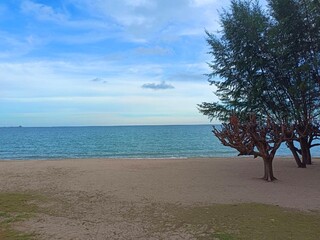 tree on the beach
ทะเล
 beach
tree
