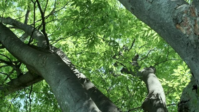 春、初夏、夏の晴天の森の木とさわやかな新緑の葉に太陽の強い日差しと木漏れ日の影　木陰・レンズフレア　夏休み・ゴールデンウィーク・観光・旅行・アウトドア・洗濯のイメージ背景