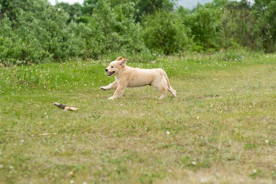 golden retriever puppy playing with a tree branch