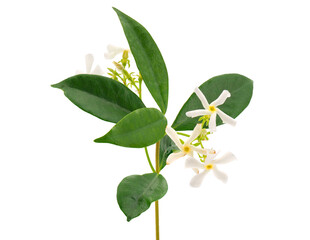 Star jasmine isolated on white background, Trachelospermum jasminoides