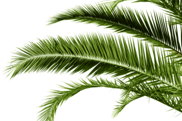 Palm leaf isolated on transparent background. Palm tree branch for design.