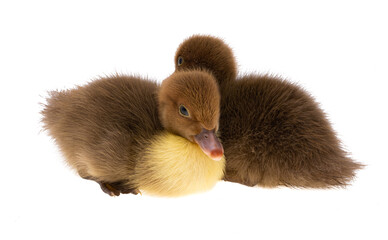 little duckling isolated