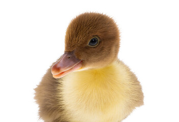 little duckling isolated