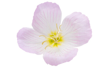 evening primrose flower isolated