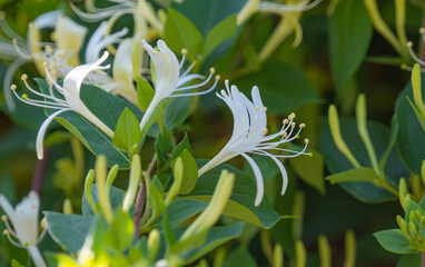 beautiful honeysuckle blooming