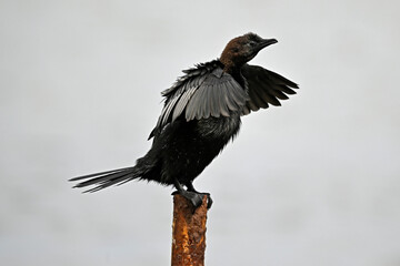 Pygmy cormorant // Zwergscharbe (Microcarbo pygmeus) - Axios Delta, Greece