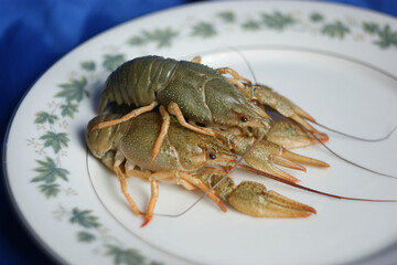 live crayfish. green crayfish on a plate