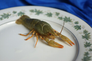 live crayfish. green crayfish on a plate
