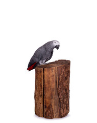 A handsome grey parrot sitting on a log, looking at the camera